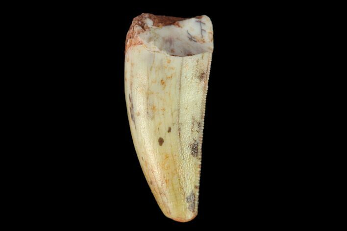 Serrated, Fossil Phytosaur Tooth - New Mexico #133345